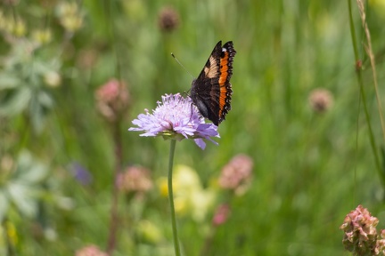 Granier-SabotsdeVenus 013